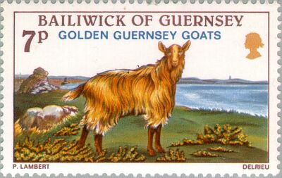 1980. - Golden Guernsey Goats 