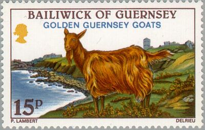 1980. - Golden Guernsey Goats 