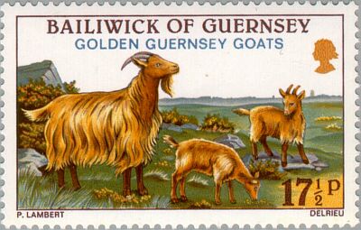 1980. - Golden Guernsey Goats 