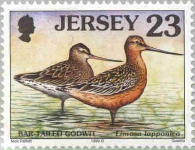 1999. - Seabirds and waders 