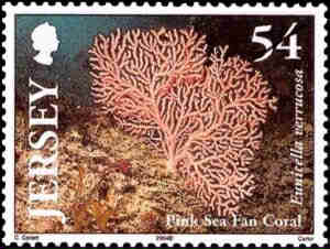 2004. - Jersey Marine Life - Corals 