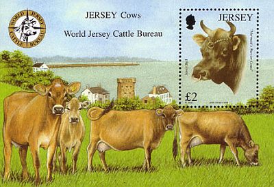 2008 - Jersey Cattle