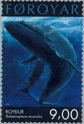 2001. -  Protected Large Whales. 